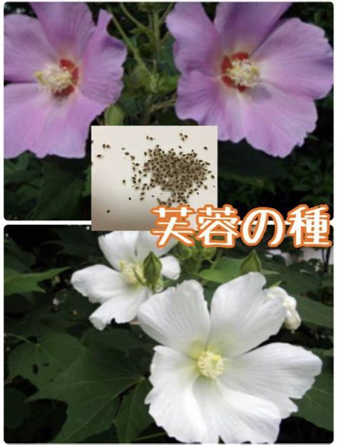 芙蓉好種嗎|如何發芽芙蓉種子？ 